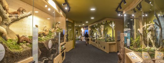 muse301eum-des-animaux-de-montagne-vallandry-ete-2022-a9infosnews-14.jpg