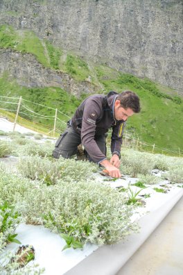 culture du genepi-bsm-été2023-©infosnews-10.jpg