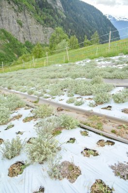 culture du genepi-bsm-été2023-©infosnews-40.jpg