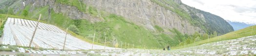 culture du genepi-bsm-été2023-Panorama 3-©infosnews.jpg