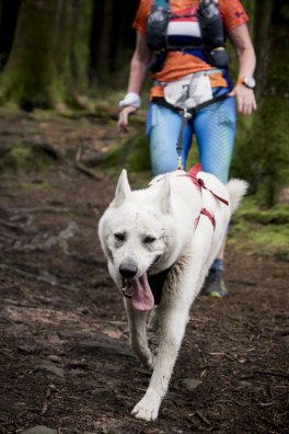 Quasar_tijdens_de_Cani-Trail_in_Wales.jpg