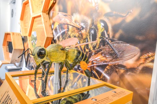 La maison de l'abeille - Les Menuires ETE 2022 ©Infosnews-13.jpg