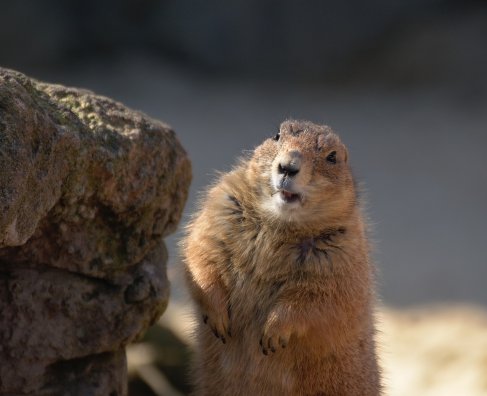 meerkat-4638183_1280.jpg