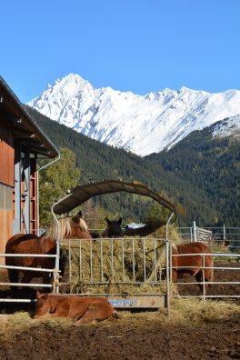 Les crinieres de lait-granier-hiver2024-©infosnews-11.jpg