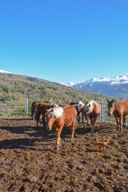 Les crinieres de lait-granier-hiver2024-©infosnews-33.jpg
