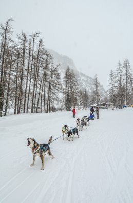 Nordic en Fête Peisey-Vallandry Hiver-2020 Chien de traineau © Infosnews-13.jpg