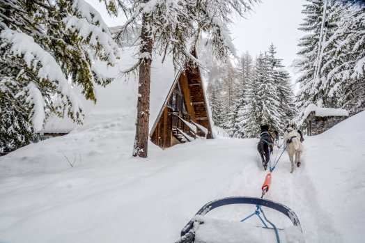 Nordic en Fête Peisey-Vallandry Hiver-2020 Chien de traineau © Infosnews-34.jpg