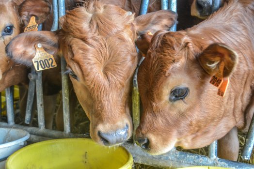GAEC de Couterloz - Vache tarine - Notre-Dame-du-Pré - HIVER 2023 ©Infosnews-68.jpg
