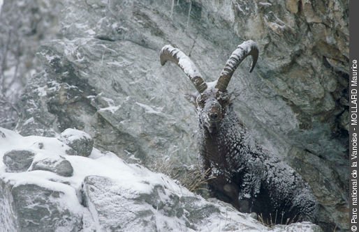 Ibex.jpg