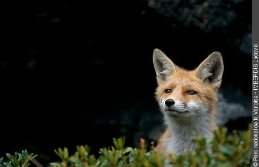 renard.jpg