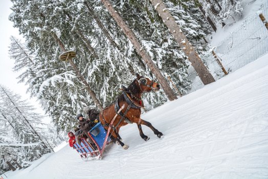 Nordic en Fête Peisey-Vallandry Hiver-2020 Traineau cheval © Infosnews-21.jpg
