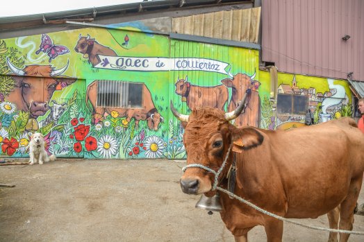 GAEC de Couterloz - Vache tarine - Notre-Dame-du-Pré - HIVER 2023 ©Infosnews-54.jpg