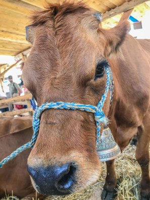 Salon de l'agriculture BSM Ete-2018 Vache © Infosnews-16.jpg