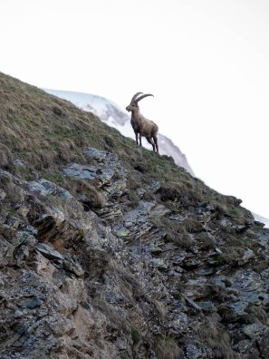 la-plagne-champagny-en-vanoise-bouquetin1-OTGP-JYM.jpg