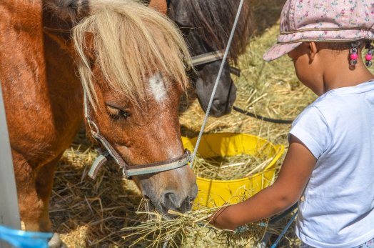 Salon de l'agriculture de la montagne - Bourg Saint-Maurice - ETE 2022 ©Infosnews-22.jpg