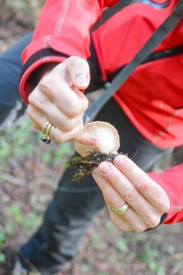 champignons Laurence Bourgeois-Les Arcs-été2024-©infosnews-32.jpg