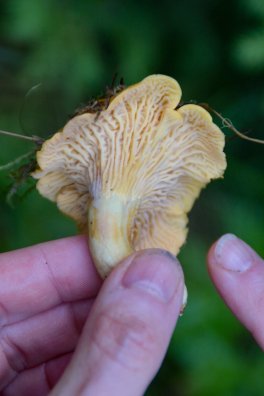 champignons Laurence Bourgeois-Les Arcs-été2024-©infosnews-15.jpg