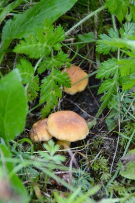 champignons Laurence Bourgeois-Les Arcs-été2024-©infosnews-7.jpg