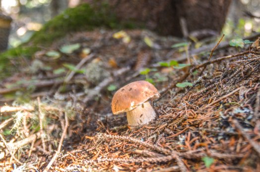 Champignons nature - ETE 2022 ©Infosnews-5.jpg