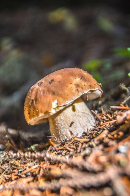 Champignons nature - ETE 2022 ©Infosnews-7.jpg