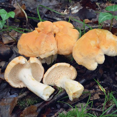 Hydnum-repandum_Pied-de-mouton_pourre.jpg