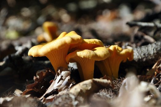 Girolle