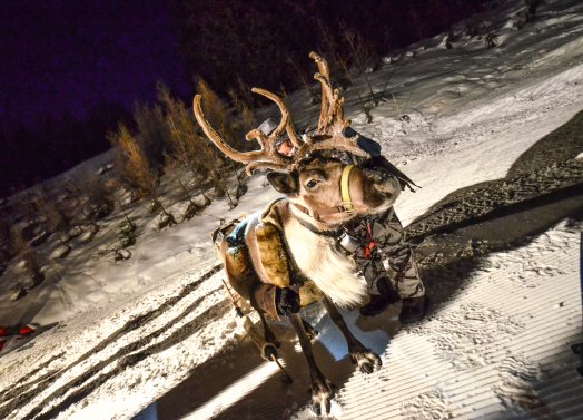 1- Balade en raquettes avec les rennes Peisey-Vallandry Hiver 2022 ©Infosnews-14.jpg
