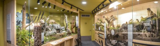 3-Muséeum des animaux de montagne - Vallandry ETE 2022 ©Infosnews-38.jpeg