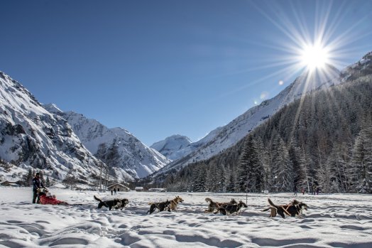 la_plagne_chien_traineau_champagny-nomad_photographie_3.jpg