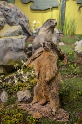 Muséeum des animaux de montagne - Vallandry ETE 2022 ©Infosnews-36.jpg
