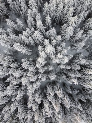 Drone_sapins_enneiges-OTGP_JYM-34798.JPG