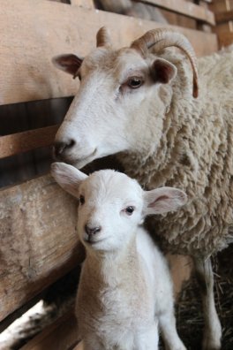 sheep-4296302_1280.jpg