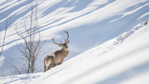 Cerf_dans_la_neige-Jeremy_VOIRIN-31589.JPG