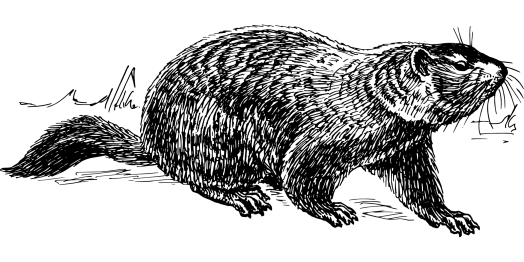 groundhog-153009_1920.png