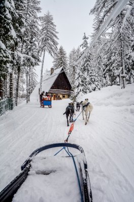 Nordic en Fête Peisey-Vallandry Hiver-2020 Chien de traineau © Infosnews-36.jpg