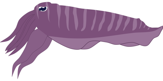 squid-5431109_1280.png