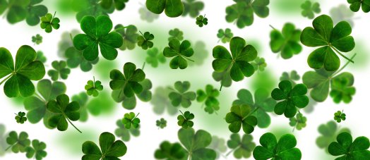 clover-7023325.jpg