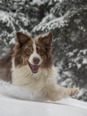 Chien_qui_joue_dans_la_neige-OTGP_JYM-22522.JPG