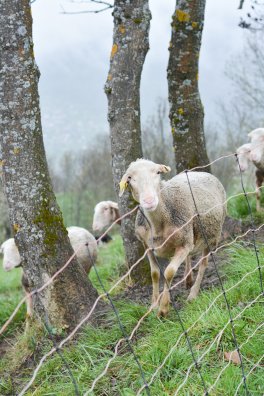 Bergerie de Bonvillard-la plagne-hiver2025-©infosnews-11.jpg