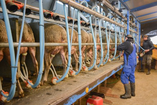 Bergerie de Bonvillard-la plagne-hiver2025-©infosnews-22.jpg