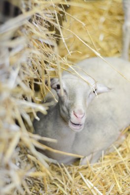 Bergerie de Bonvillard-la plagne-hiver2025-©infosnews-37.jpg