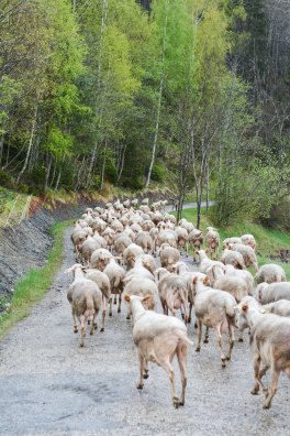 Bergerie de Bonvillard-la plagne-hiver2025-©infosnews-41.jpg