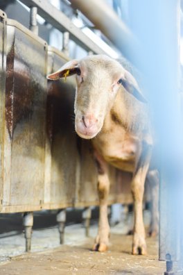 Bergerie de Bonvillard-la plagne-hiver2025-©infosnews-45.jpg
