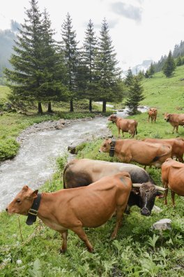 Emmontagnée- COTE D'AIME-été-2025-©infosnews-70.jpg