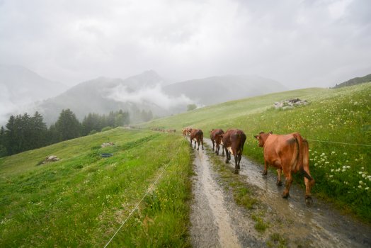 Emmontagnée- COTE D'AIME-été-2025-©infosnews-10.jpg