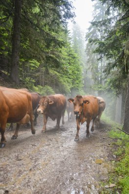 Emmontagnée- COTE D'AIME-été-2025-©infosnews-30.jpg