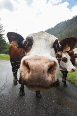 Emmontagnée- COTE D'AIME-été-2025-©infosnews-53.jpg