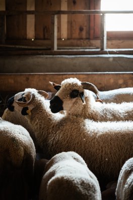 Bergerie de la Fya_Haute Tarentaise Vanoise_Yann Allègre_Sans date limite d'utilisation (3).jpg