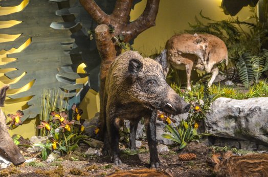 museeum-des-animaux-de-montagne-vallandry-ete-2022-c-infosnews-19-66991df3b09c6941033842.jpg