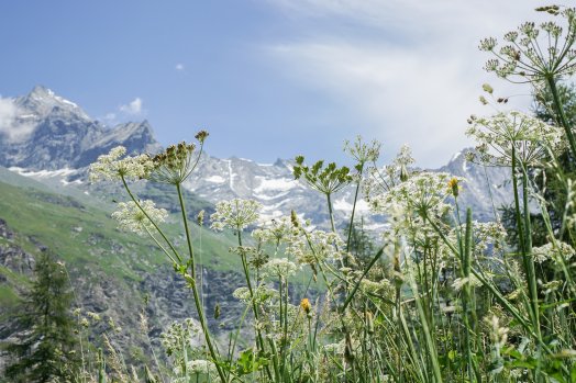 Refuge de Rosuel-peisey-Vallandry-©infosnews--282.jpg